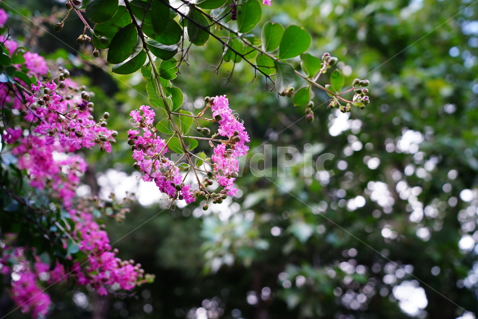 꽃,플라워,flower,생물,자연,분홍,컬러,색감,plant,식물,식물,자연,plants,nature,꽃,flower