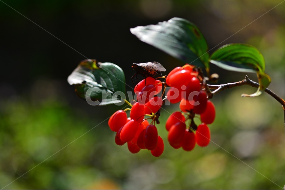 plant,식물,food,음식,fruit,과일,산수유,열매,산수유열매,약용식물,건강식품,결실,빨강색,가을,과일,열매,fruit
