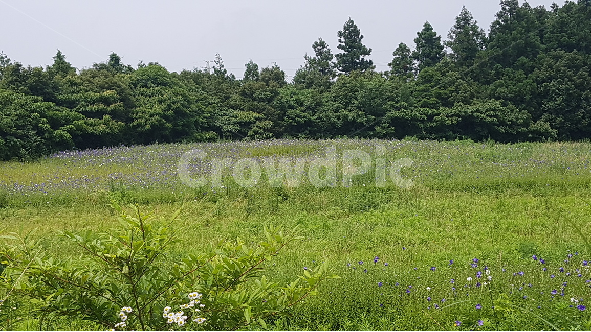 풍경,자연,꽃,오름,잔디,풀,풀밭,하늘,나무,산책,나들이,자연,풍경,nature,landscape,field,들,grassland,목초지,outdoors,옥외,farm,농장,rural,농촌,meadow