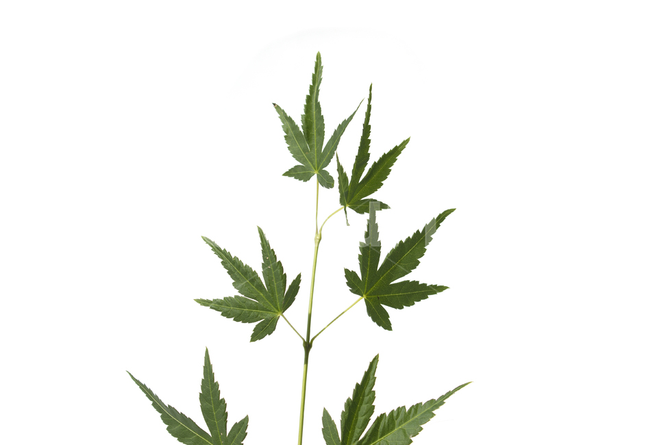 가지,잎사귀,나뭇가지,잎,이파리,단풍,나뭇잎,녹색,그린,초록색,흰배경,줄기,자연,식물,단풍잎,클로즈업,식물,자연,plants,nature
