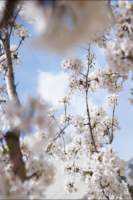 벚꽃,흰색,풍경,하늘,파랑,봄,봄,계절,spring,season,식물,자연,plants,nature,꽃,flower,plant,blossom