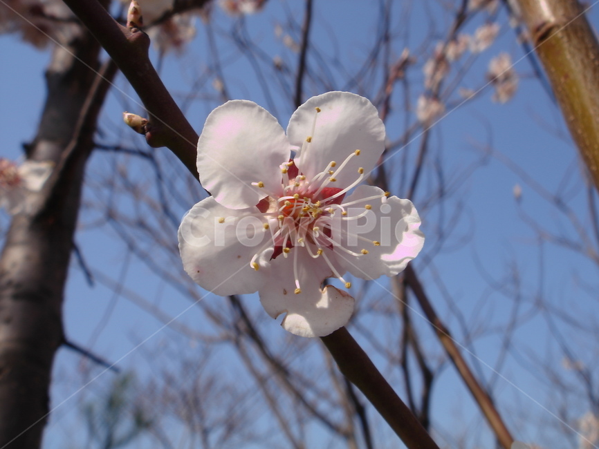 봄,벚꽃,꽃,식물,화분,화단