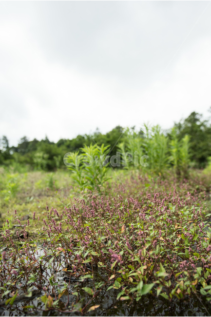자연,늪,꽃,풀,하늘,숲,조용한,쓸쓸한,외로운,식물,자연,plants,nature