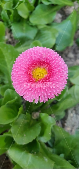 식물,꽃,분홍꽃,plant,blossom