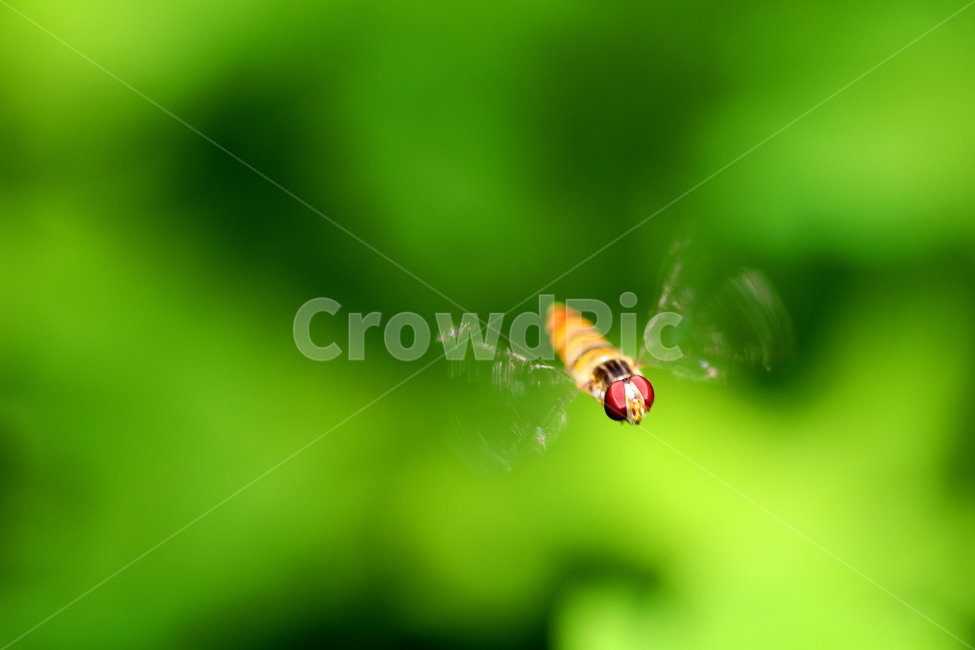동물,곤충,벌,자연,bee,동물,animal,곤충,벌레,insect,bug