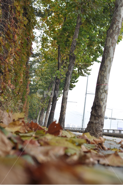 가을,나무,가을풍경,풍경,단풍,낙엽,가을,계절,fall,autumn,season,자연,풍경,nature,landscape,tree,plant,식물,tree trunk,나무 줄기
