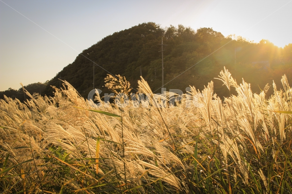 숲,억새,햇빛,자연,풍경,가을,계절,fall,autumn,season,자연,풍경,nature,landscape,식물,plants,감성,sensible,feeling,휴식,힐링,rest,relaxation,healing,plant,grass,잔디,lawn
