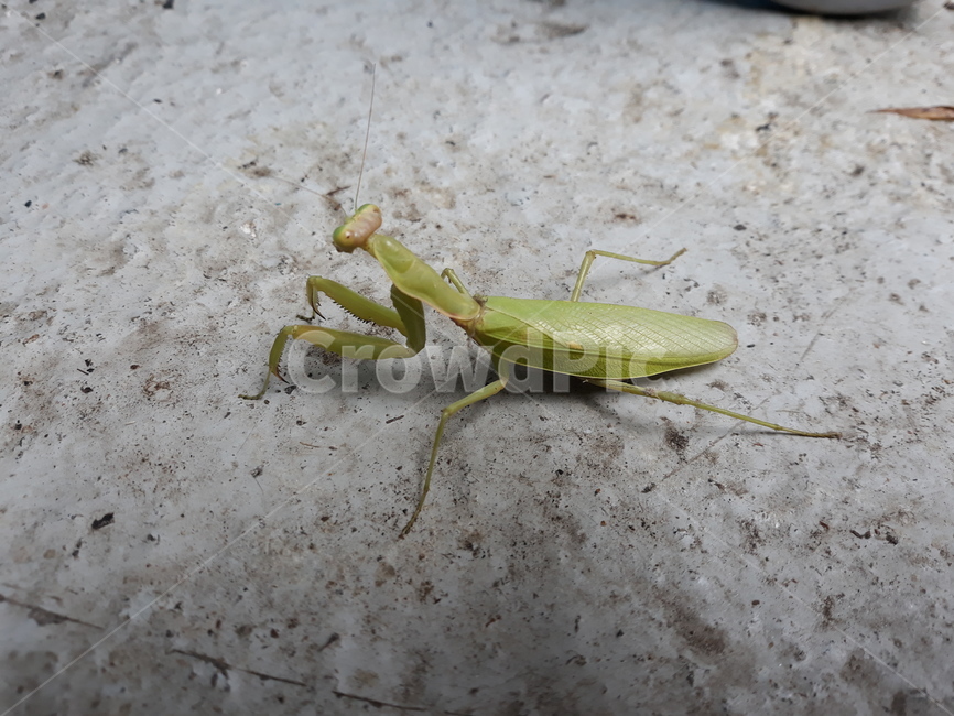 사마귀,mantis,insect,곤충,animal,동물,invertebrate,무척추동물,당랑권,동물,animal,곤충,벌레,insect,bug