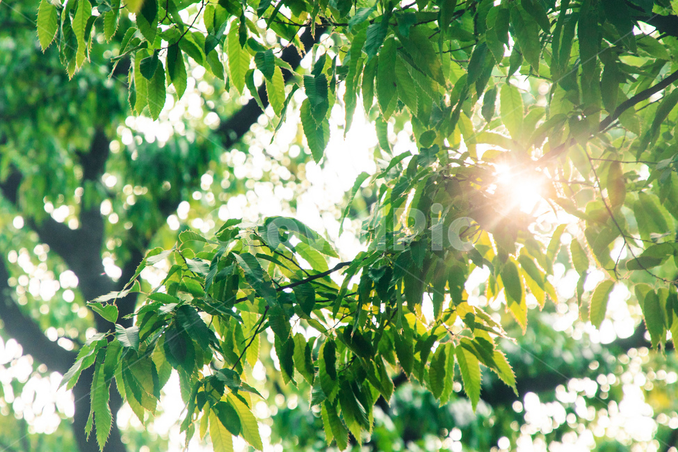 나무,풀,초록,잎,나뭇가지,자연,여름,잎사귀,그린,green,nature,tree,plant,식물,자연,plants,nature,휴식,힐링,rest,relaxation,healing