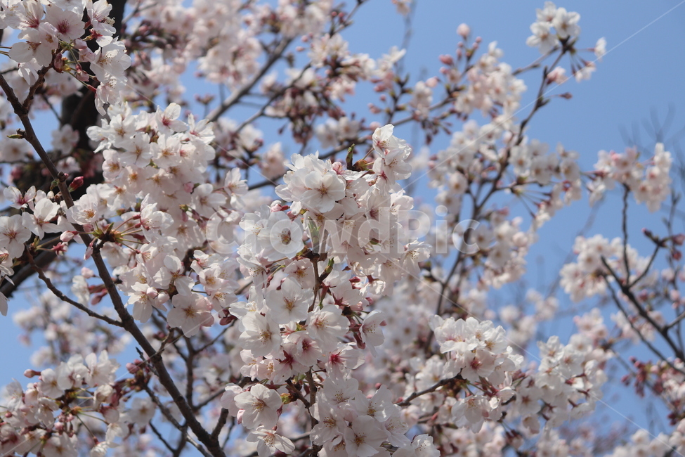 벚꽃,봄,하늘,꽃,나무,봄,계절,spring,season,꽃,flower,plant,식물,blossom