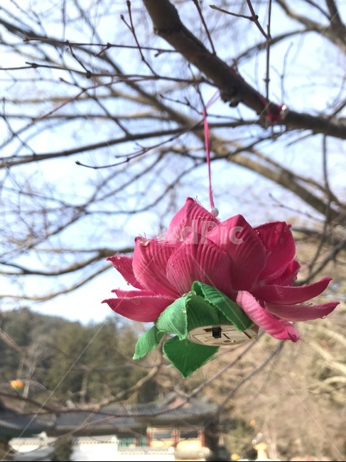 연꽃,나무,불교,절,겨울,종교,신앙,religion,belief,faith