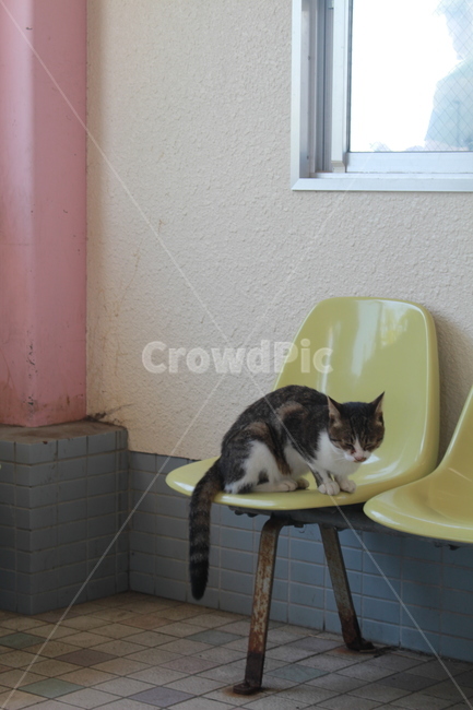정류장,고양이,길고양이,코숏,정류장속고양이,의자위고양이,동물,animal,포유류,mammal,고양이,cat,kitten,kitty