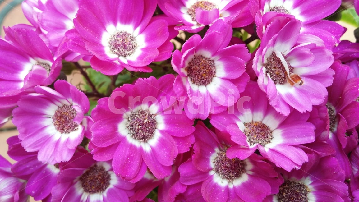 꽃,핑크,근접촬영,봄,감성,식물,자연,plants,nature,꽃,flower