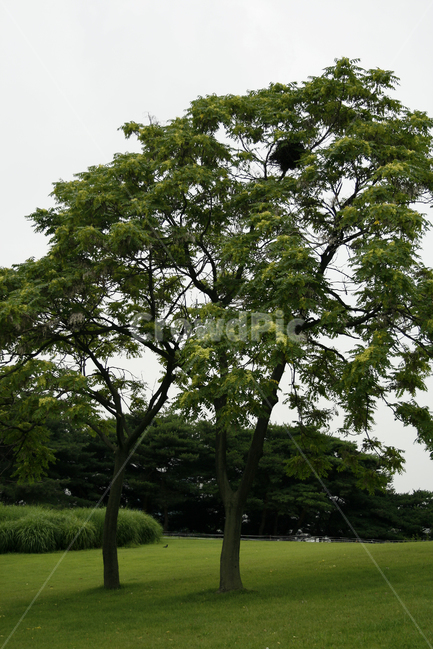 공원,나무,잔디,초록,힐링,여름,식물,자연,plants,nature,나무,trees,wood