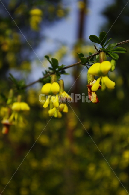 꽃,flower,계절,봄,spring,plant,자연,nature,식물,자연,plants,nature,꽃,flower