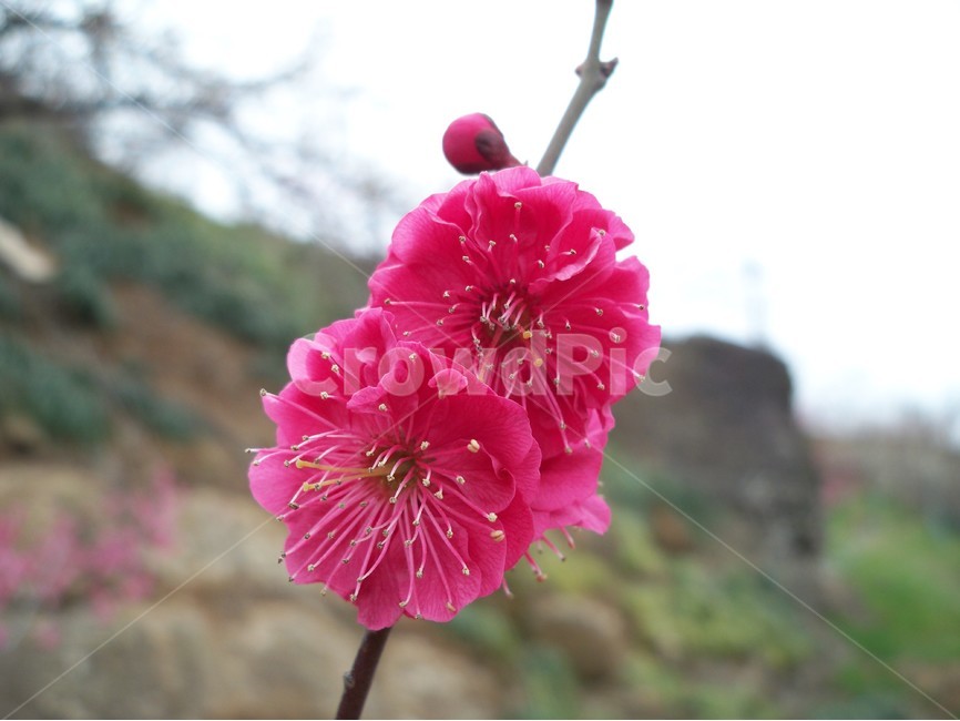 꽃,flower,식물,홍매화,자연,식물,자연,plants,nature,꽃,flower