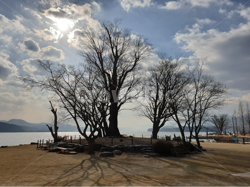 하늘,산책,나무,tree,sky,walk,햇살,해,자연,풍경,nature,landscape,식물,plants,나무,trees,wood