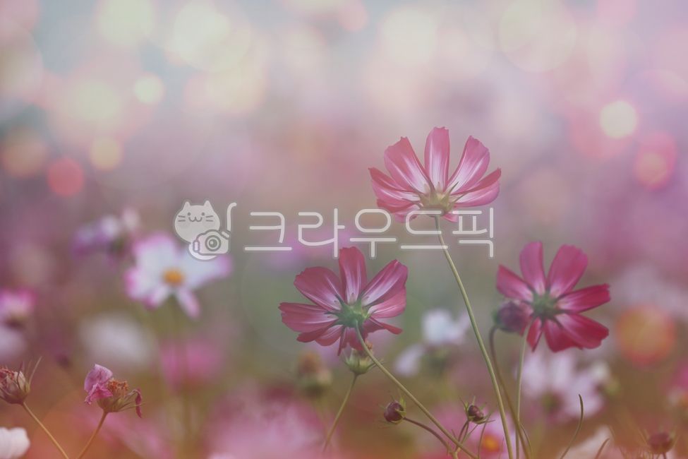 petal,꽃잎,flower,꽃,코스모스,cosmos,commoncosmos,kosmea,야생화,wildflower,보케,bokeh,가을꽃