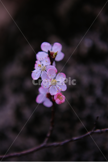 꽃,벗꽃,하늘,자연,나무,예쁜색,봄,계절,spring,season,식물,자연,plants,nature,꽃,flower,plant,blossom,geranium,제라늄