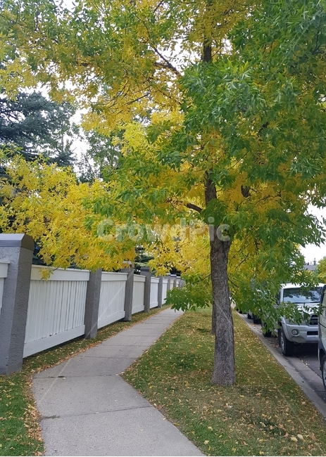 tree,나무,단풍,거리,풍경,가을,가을,계절,fall,autumn,season,plant,식물