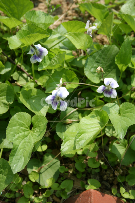 식물,flower,꽃,종지나물,보라꽃,식물,자연,plants,nature,꽃,flower