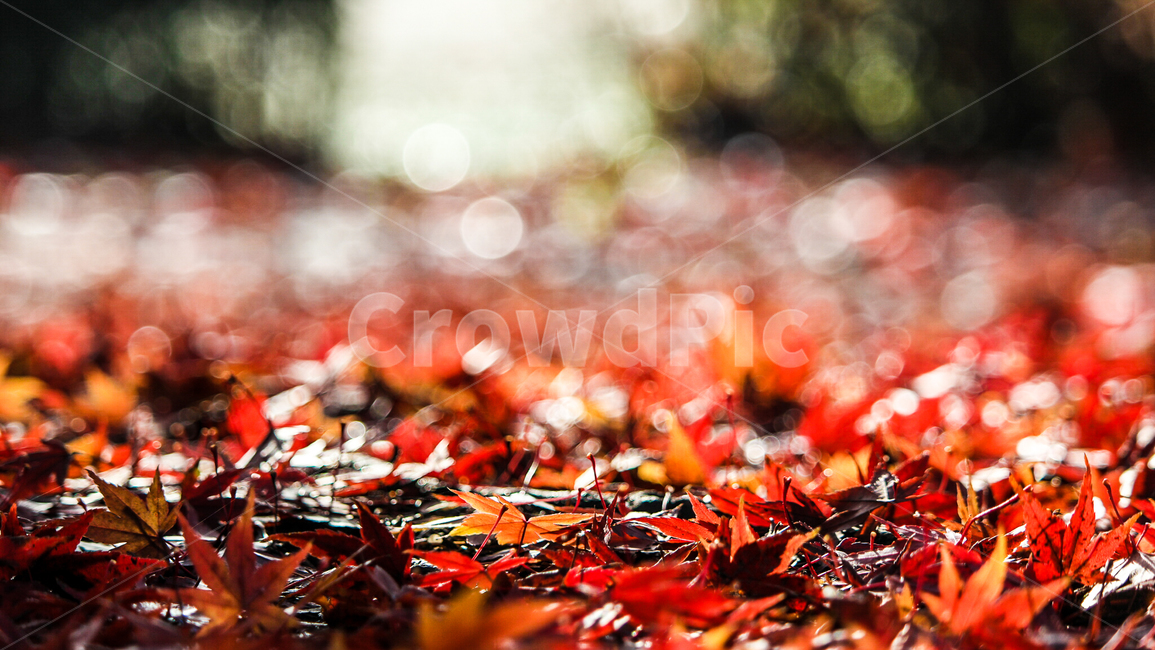 가을,단풍,낙엽,한강,뚝섬유원지,이슬,plant,식물,tree,나무,treetrunk,나무줄기,가을,계절,fall,autumn,season,leaf,잎