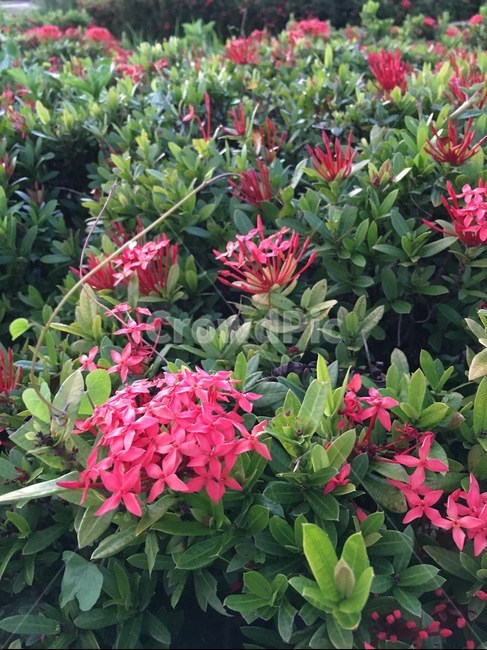 꽃,숲,소박함,정겨움,겨울,식물,자연,plants,nature,꽃,flower