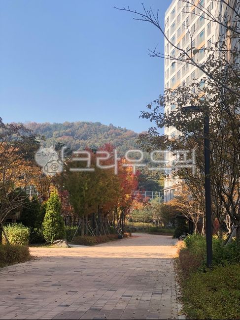 Maple leaf,Maple tree,autumn mountain,Sky of Autumn,Maple
