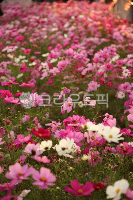 Sky Park,cosmos,sunset,flowers,field,pink