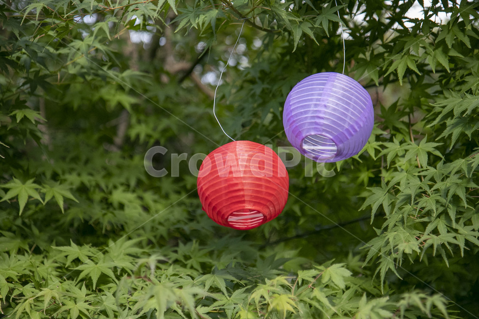 등,나무,나뭇잎,구체,sphere