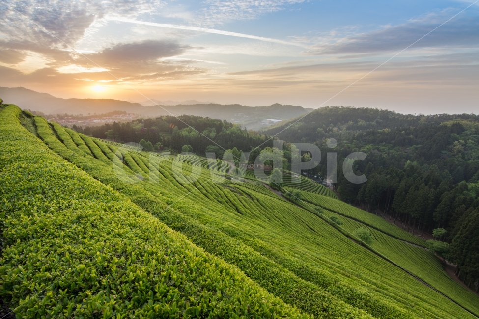 보성,녹차밭,보성녹차밭,풍경,일출,여행,자연,자연,풍경,nature,landscape,여름,계절,summer,season,outdoors,옥외