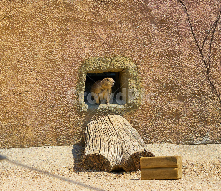어린이대공원,동물원,동물,프레리독,경계하는,park,animal,zoo,공원,prairiedog,동물,animal,포유류,mammal