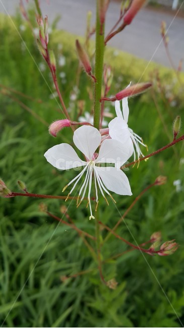 바늘꽃,수성못,야생화,청초,꽃