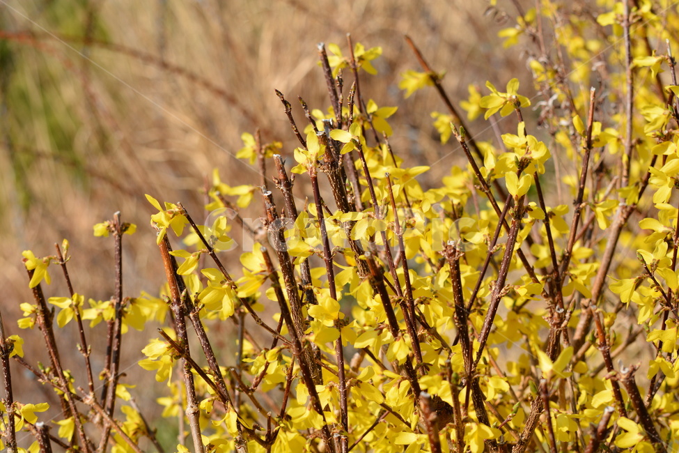 개나리,봄날,꽃망울,산,노란색,봄,계절,spring,season,식물,자연,plants,nature,꽃,flower,plant