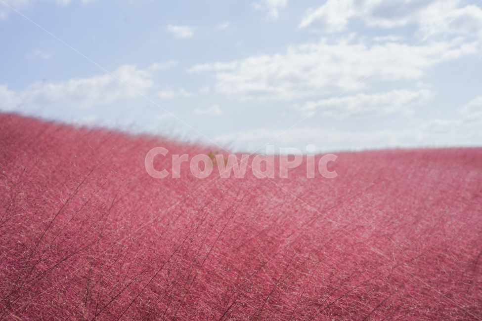 핑크뮬리,가을,핑크,pink,pinkmuhlygrass,핑크갈대,갈대,그라스,가을,계절,fall,autumn,season,식물,자연,plants,nature