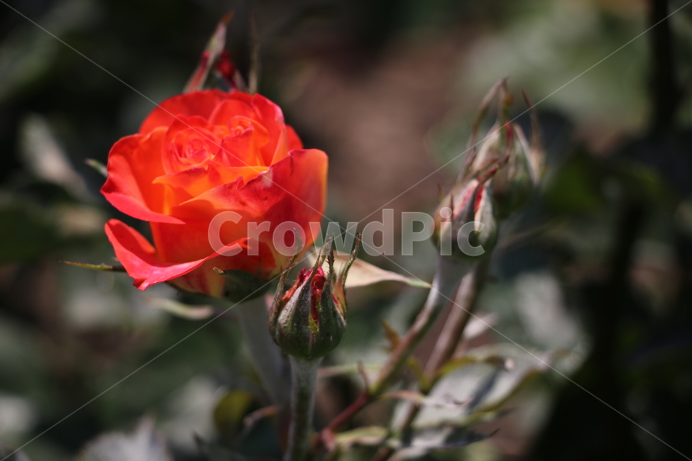 장미,산,자연,배경,꽃,flower,plant,식물,blossom,rose,공원,nature,빨간장미,레드,식물,자연,plants,nature,꽃,flower