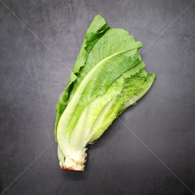 채소,야채,상추,로메인,샐러드,녹색,건강,채식주의자,채식,vegetable,lettuce,건강,헬스웨어,헬스케어,healthware,health care,채소,야채,vegetables