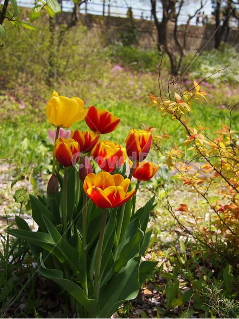 꽃,봄,5월,자연,따뜻함,봄,계절,spring,season,식물,자연,plants,nature,꽃,flower,plant,blossom