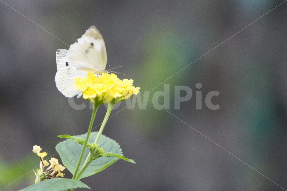 꽃과나비,비오는날,생태관,야생화,여름,울산,울산대공원,flower,곤충,동물,자연,식물,자연,plants,nature,꽃,flower,동물,animal,곤충,벌레,insect,bug