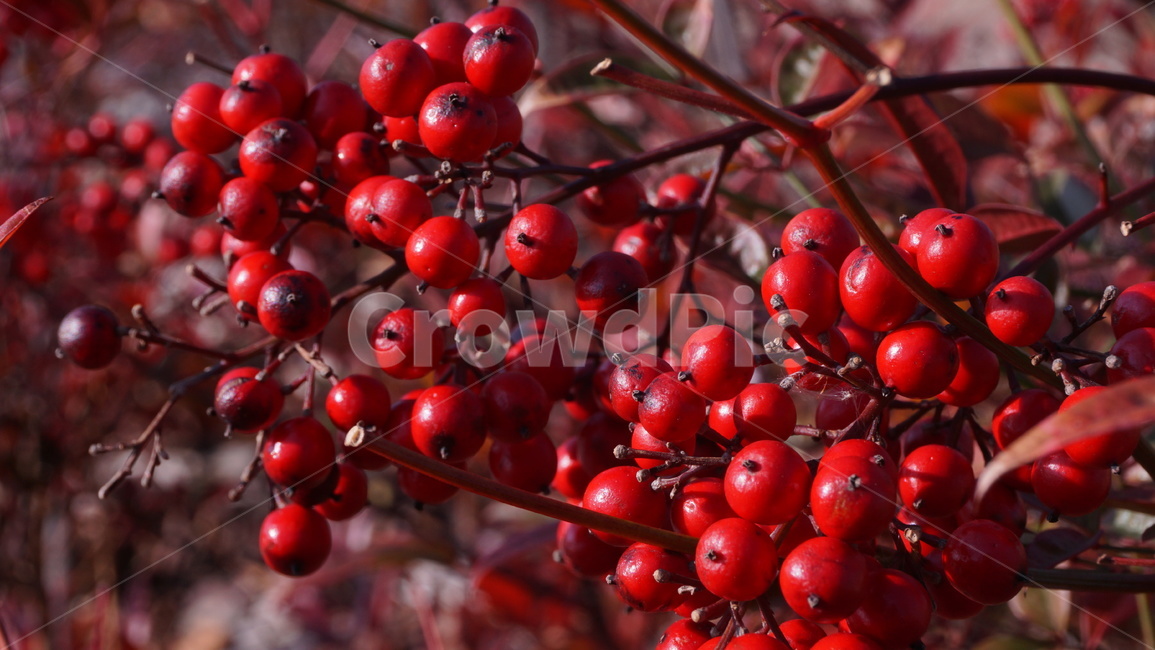 plant,식물,fruit,열매,남천,빨강,배경화면,바탕화면,background,자연,nature,조경,정원,garden