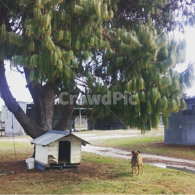 호주,시골,농장,평화로운,일상,자연,풍경,nature,landscape,동물,animal,포유류,mammal,개,강아지,dog,doggy,tree,나무,plant,식물
