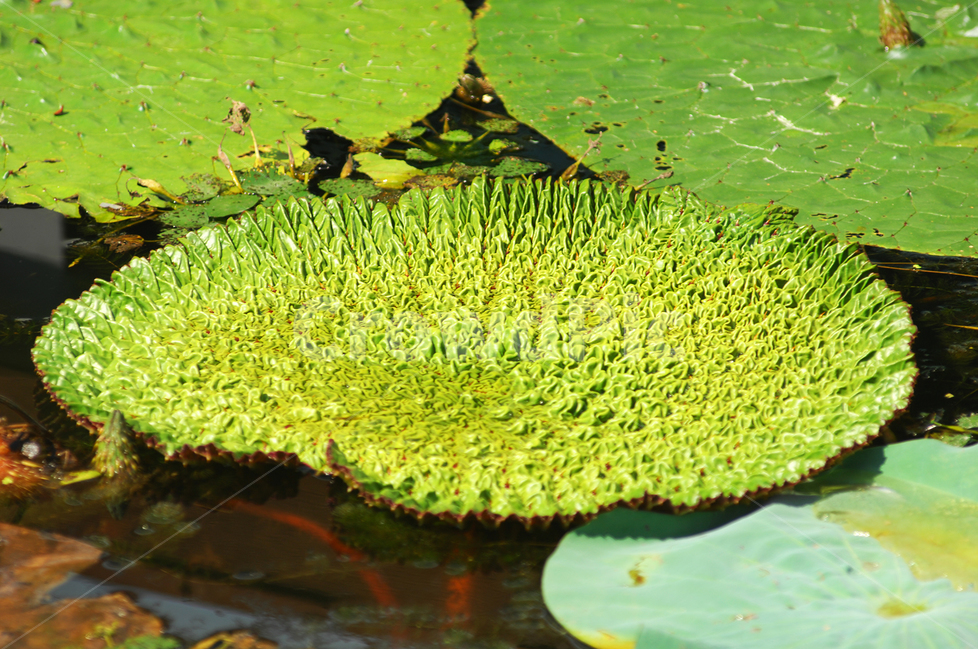 자연,식물,가시연꽃,가시연잎,가시연,연꽃,연못,수생식물,식물,자연,plants,nature