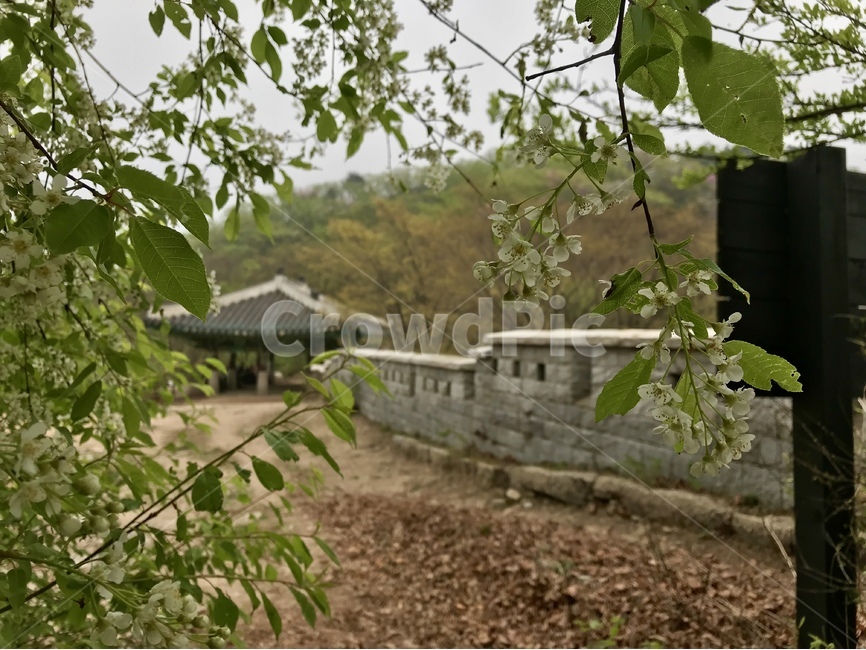 북한산,서울,대남문,성곽,기와,식물,자연,plants,nature,꽃,flower