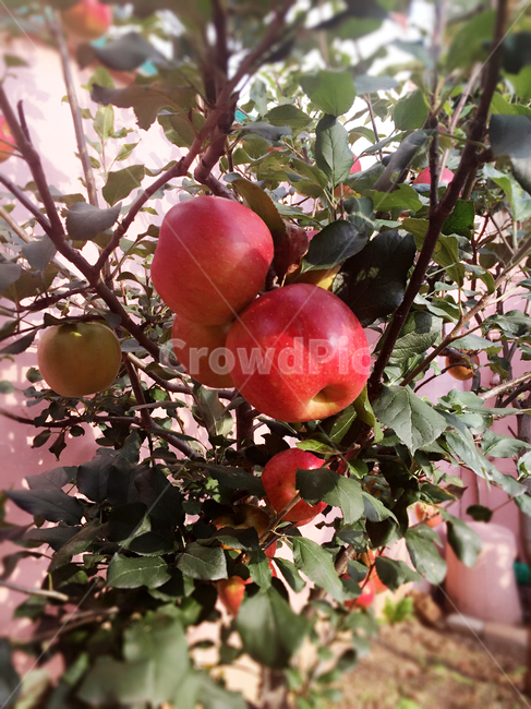 나무,과일나무,사과,사과나무,빨간사과,과일,열매,fruit