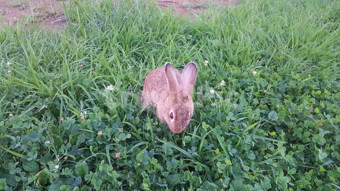토끼,갈색토끼,공원,rabbit,토끼풀,brown