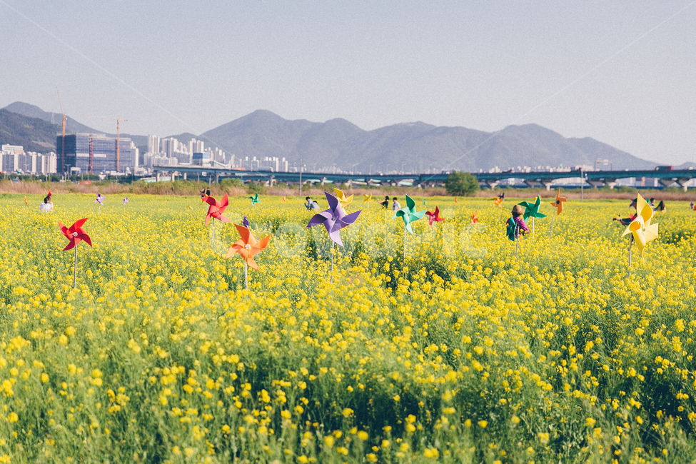 들,공원,유채꽃,봄,자연,바람개비,꽃,풍경,봄,계절,spring,season