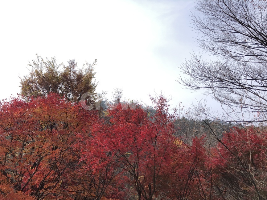 tree,나무,plant,식물,maple,단풍,가을,계절,fall,autumn,season