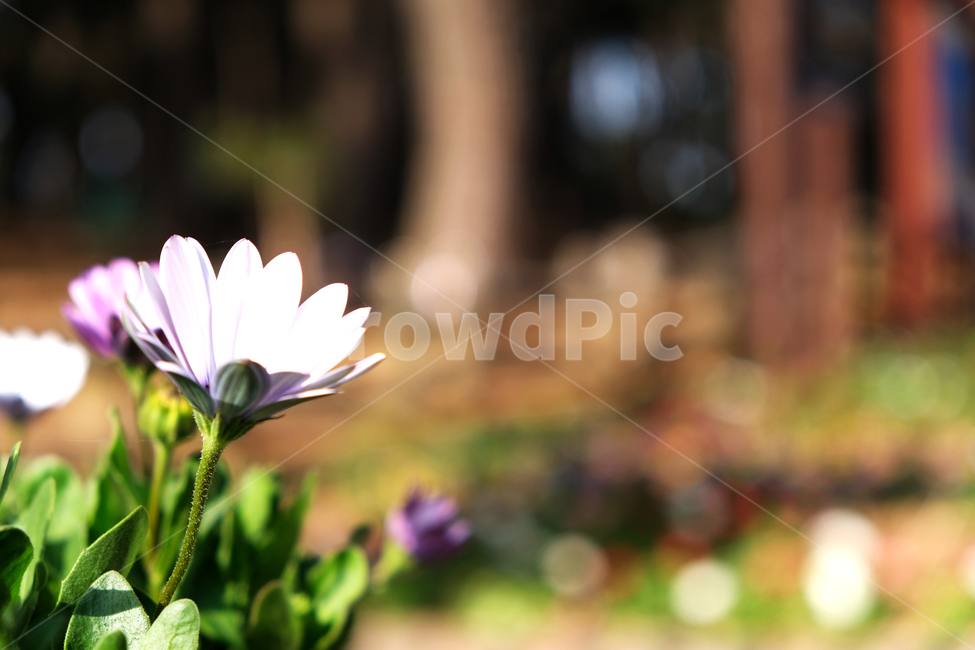 봄꽃,꽃배경,beautiful,blooming,flowerbackground,garden,green,leaf,nature,outfocus,park,season,spring,분홍색꽃,소나무배경,식물,자연,plants,nature,꽃,flower