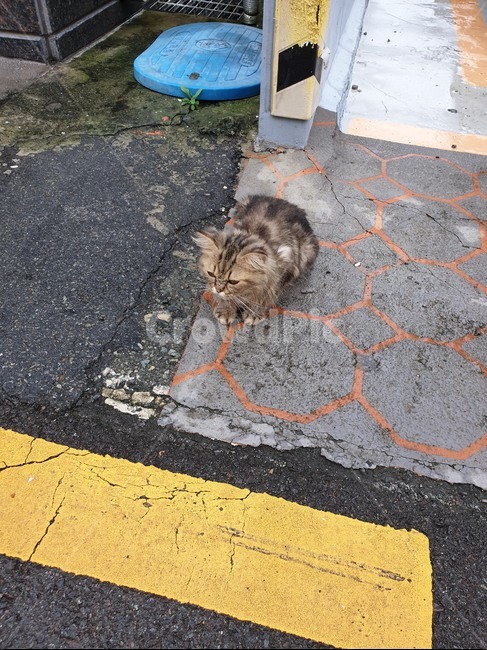 길냥이,아스팔트,귀염둥이,동물,길고양이,고양이,감성사진,cat,동물,animal,포유류,mammal,고양이,cat,kitten,kitty