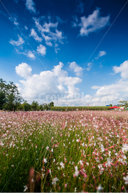 자연,풍경,꽃,꽃밭,식물,flower,자연,풍경,nature,landscape,outdoors,옥외,field,들,grassland,목초지